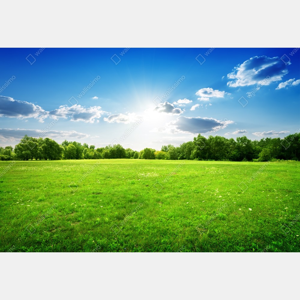 Plakat słoneczna zielona łąka – Wallissimo® Plakat słoneczna zielona łąka – Wallissimo®