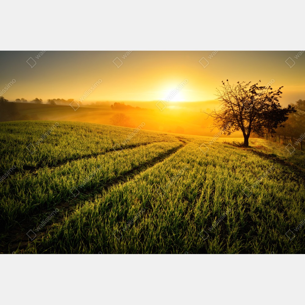 Plakat słoneczna łąka o świcie – Wallissimo® Plakat słoneczna łąka o świcie – Wallissimo®