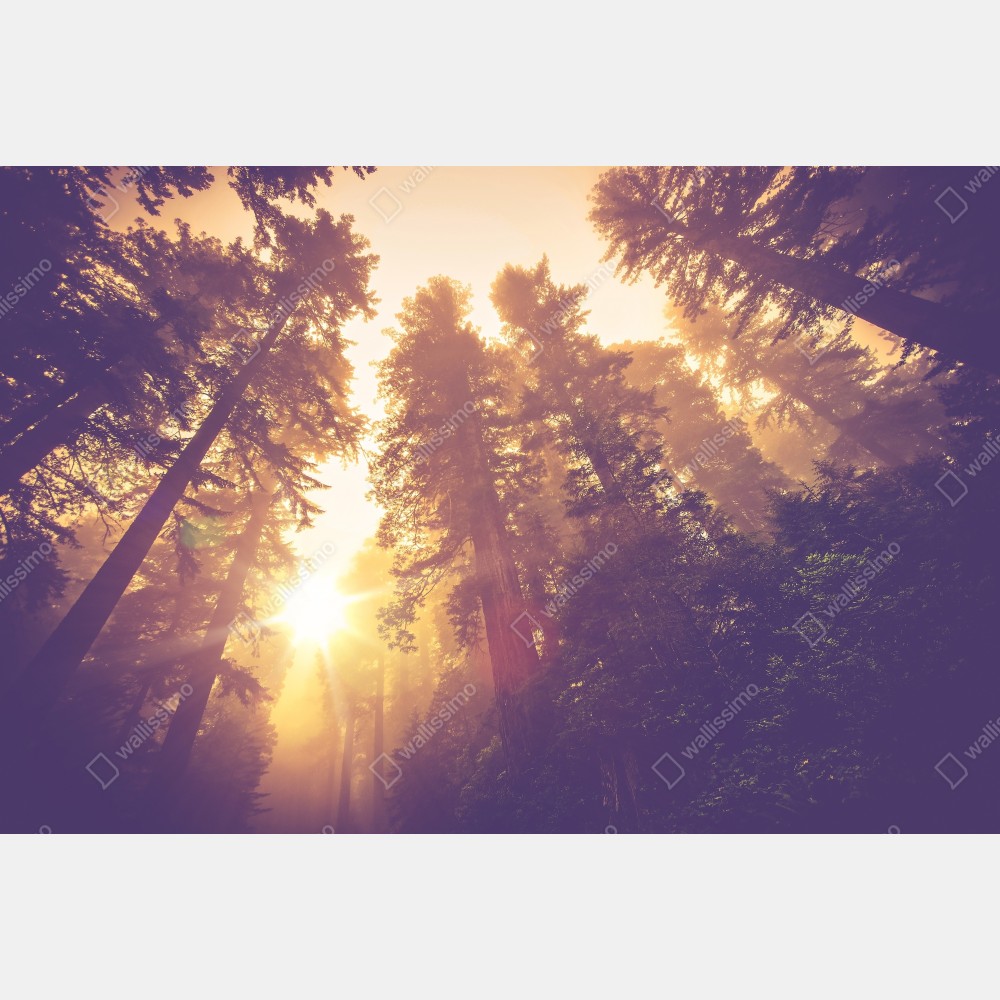 Plakat mglisty las sekwojowy w złotych vintage tonacjach – Wallissimo® Plakat mglisty las sekwojowy w złotych vintage tonacjach – Wallissimo®