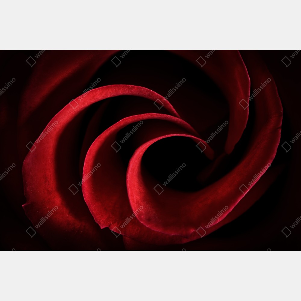 Plakat spirala głębokich czerwonych płatków róży – Wallissimo® Plakat spirala głębokich czerwonych płatków róży – Wallissimo®