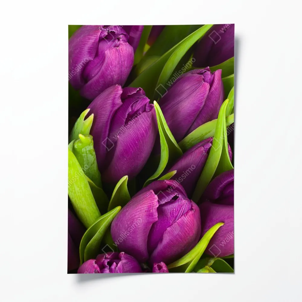 Plakat fioletowy bukiet tulipanów – Wallissimo® Plakat fioletowy bukiet tulipanów – Wallissimo®