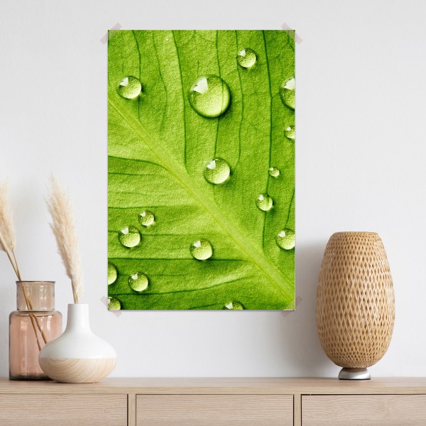 Plakat świeży zielony liść z kroplami wody – Wallissimo® Plakat świeży zielony liść z kroplami wody – Wallissimo®