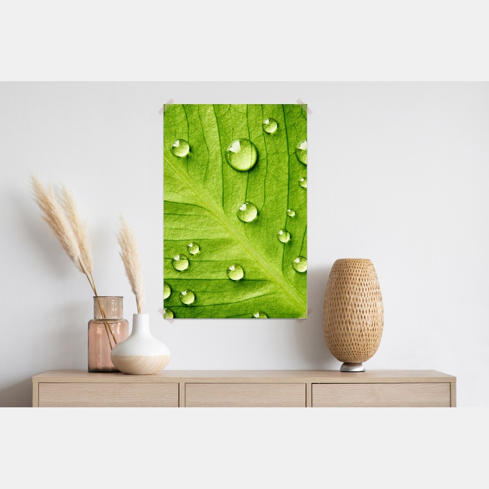 Plakat świeży zielony liść z kroplami wody – Wallissimo® Plakat świeży zielony liść z kroplami wody – Wallissimo®