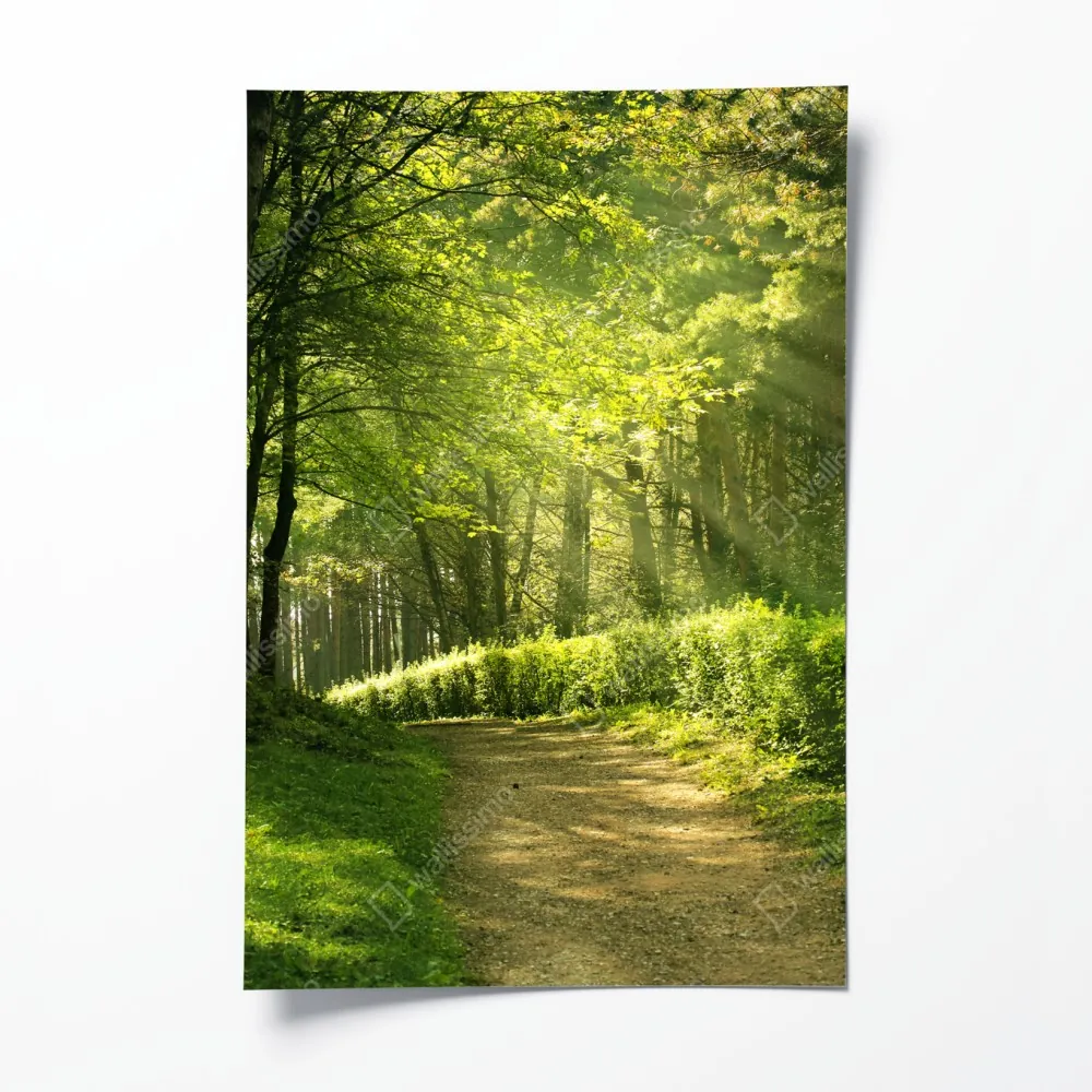 Plakat słoneczna leśna ścieżka w zieleni – Wallissimo® Plakat słoneczna leśna ścieżka w zieleni – Wallissimo®