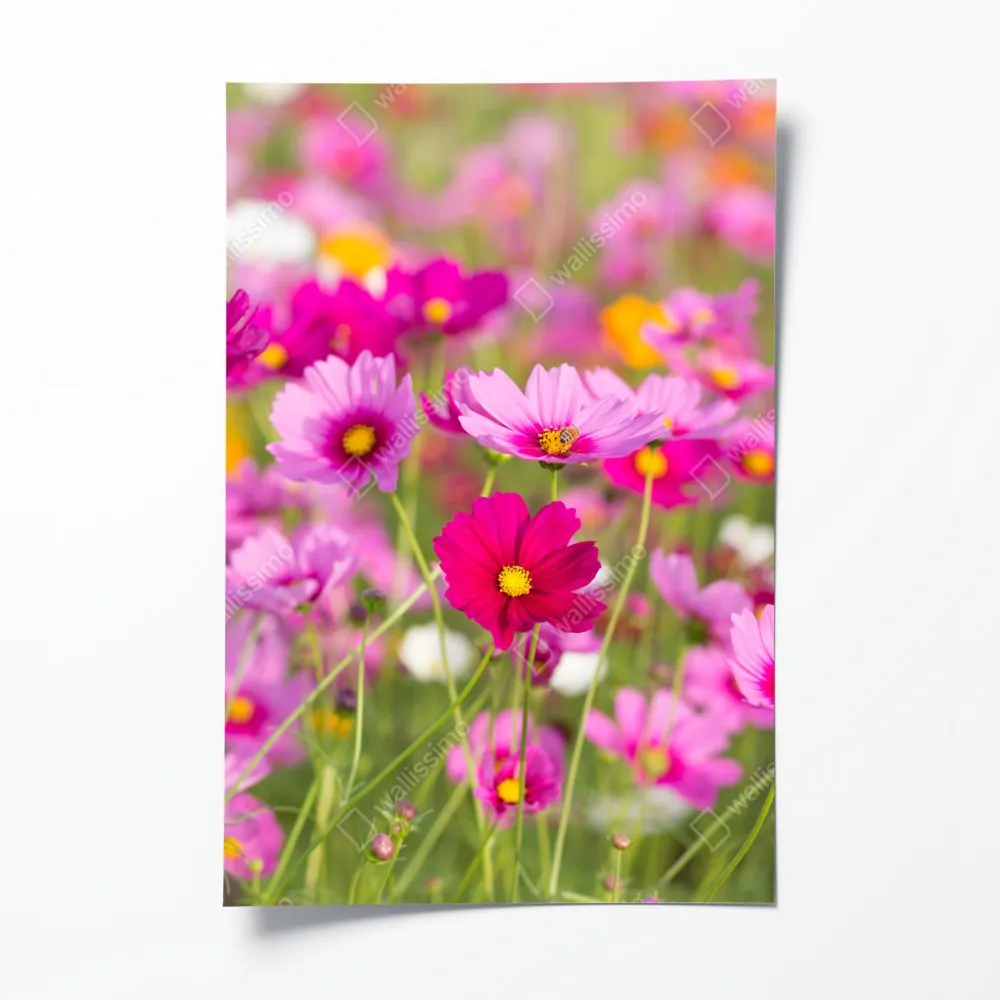 Plakat różowa łąka kosmosów w rozkwicie – Wallissimo® Plakat różowa łąka kosmosów w rozkwicie – Wallissimo®