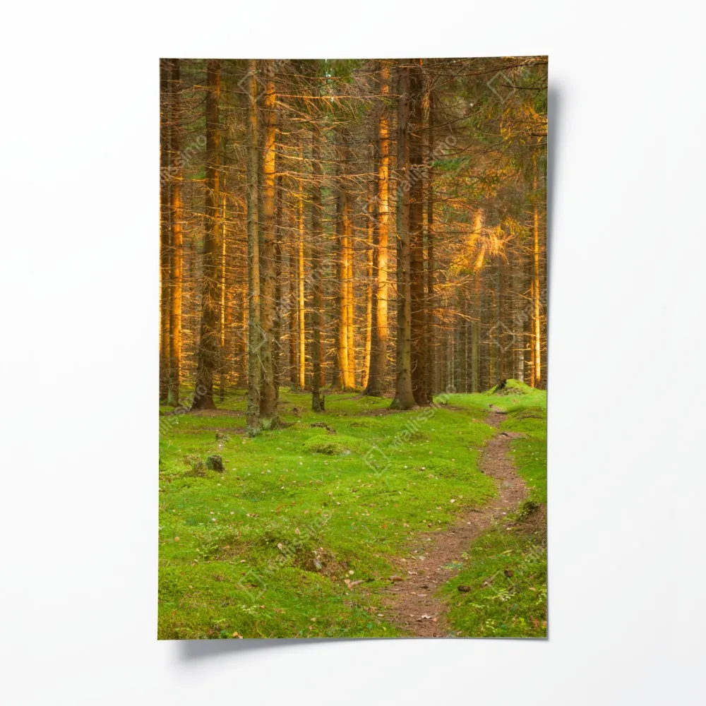 Plakat złote światło lesie sosnowym porośniętym mchem – Wallissimo® Plakat złote światło lesie sosnowym porośniętym mchem – Wallissimo®