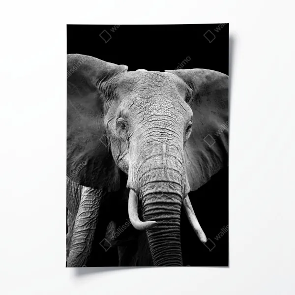 Plakat majestatyczny portret słonia czarno-biały