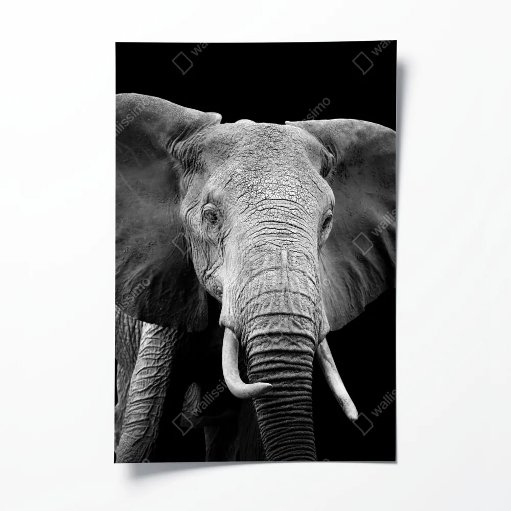 Plakat majestatyczny portret słonia czarno-biały – Wallissimo® Plakat majestatyczny portret słonia czarno-biały – Wallissimo®