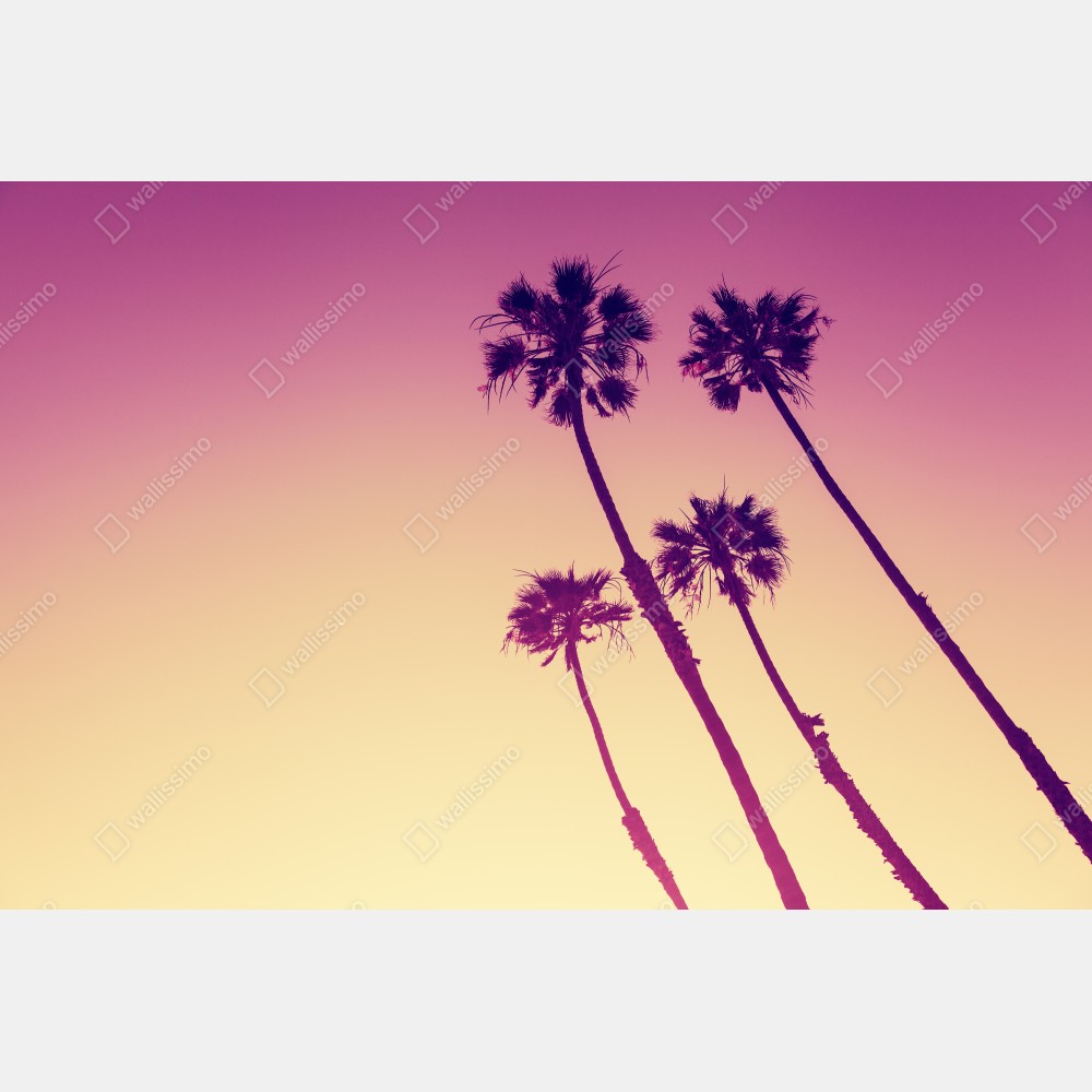 Plakat palmy z Kalifornii na Sunset Cliffs – Wallissimo® Plakat palmy z Kalifornii na Sunset Cliffs – Wallissimo®