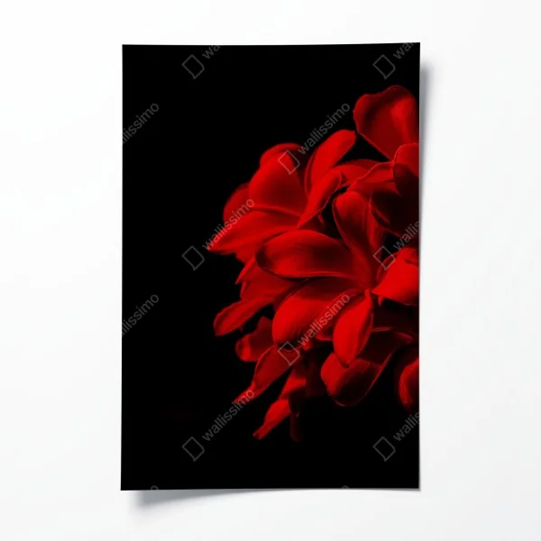 Plakat czerwona plumeria na czarnym tle