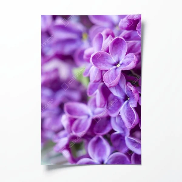 Plakat fioletowe kwiaty lilaka zbliżenie