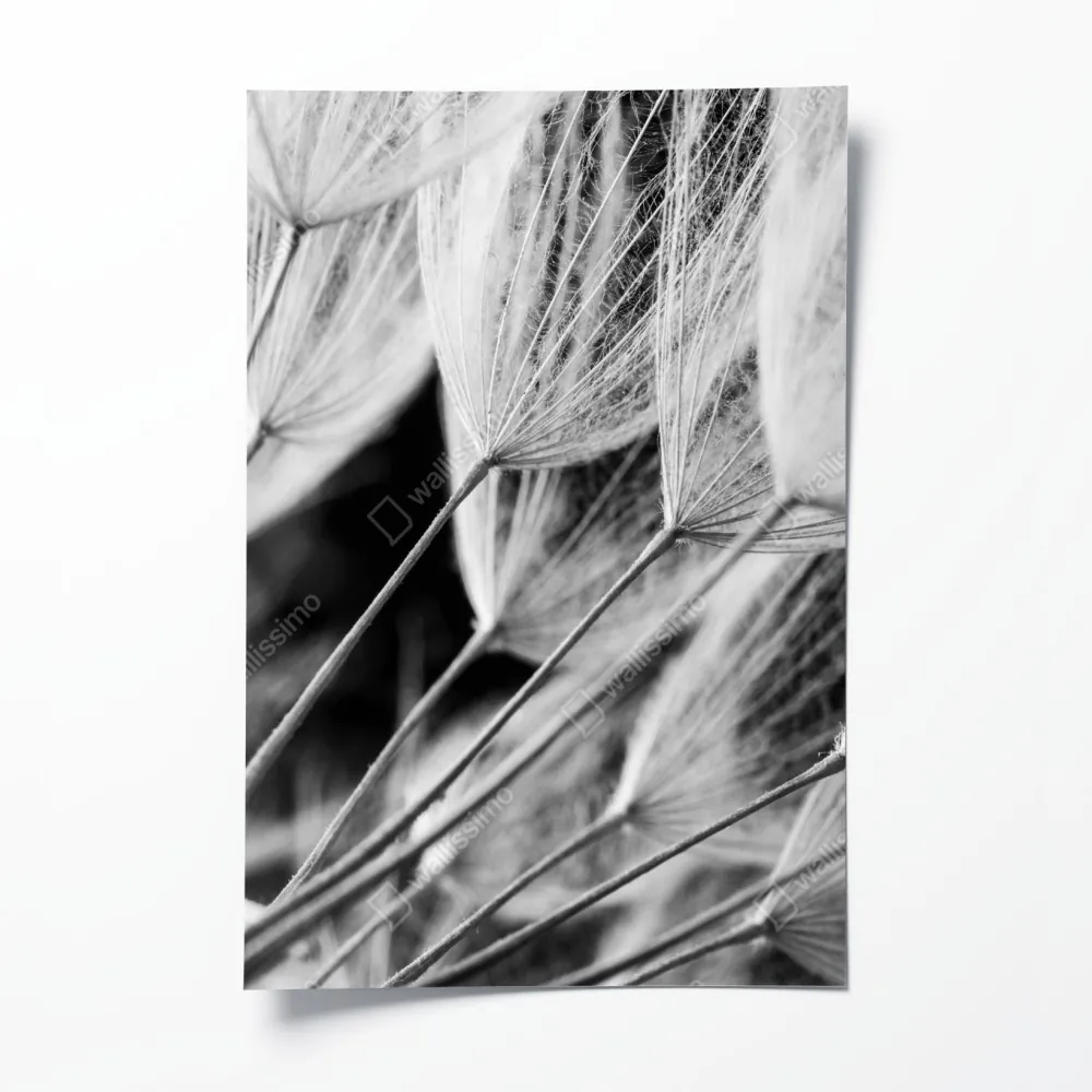 Plakat delikatne zbliżenie nasion dmuchawca czarno-białe – Wallissimo® Plakat delikatne zbliżenie nasion dmuchawca czarno-białe – Wallissimo®