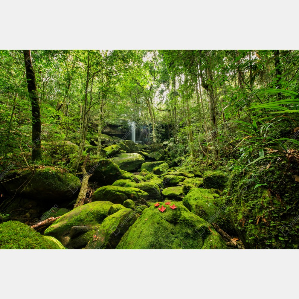 Plakat bujny mech i wodospad w tropikalnym lesie – Wallissimo® Plakat bujny mech i wodospad w tropikalnym lesie – Wallissimo®