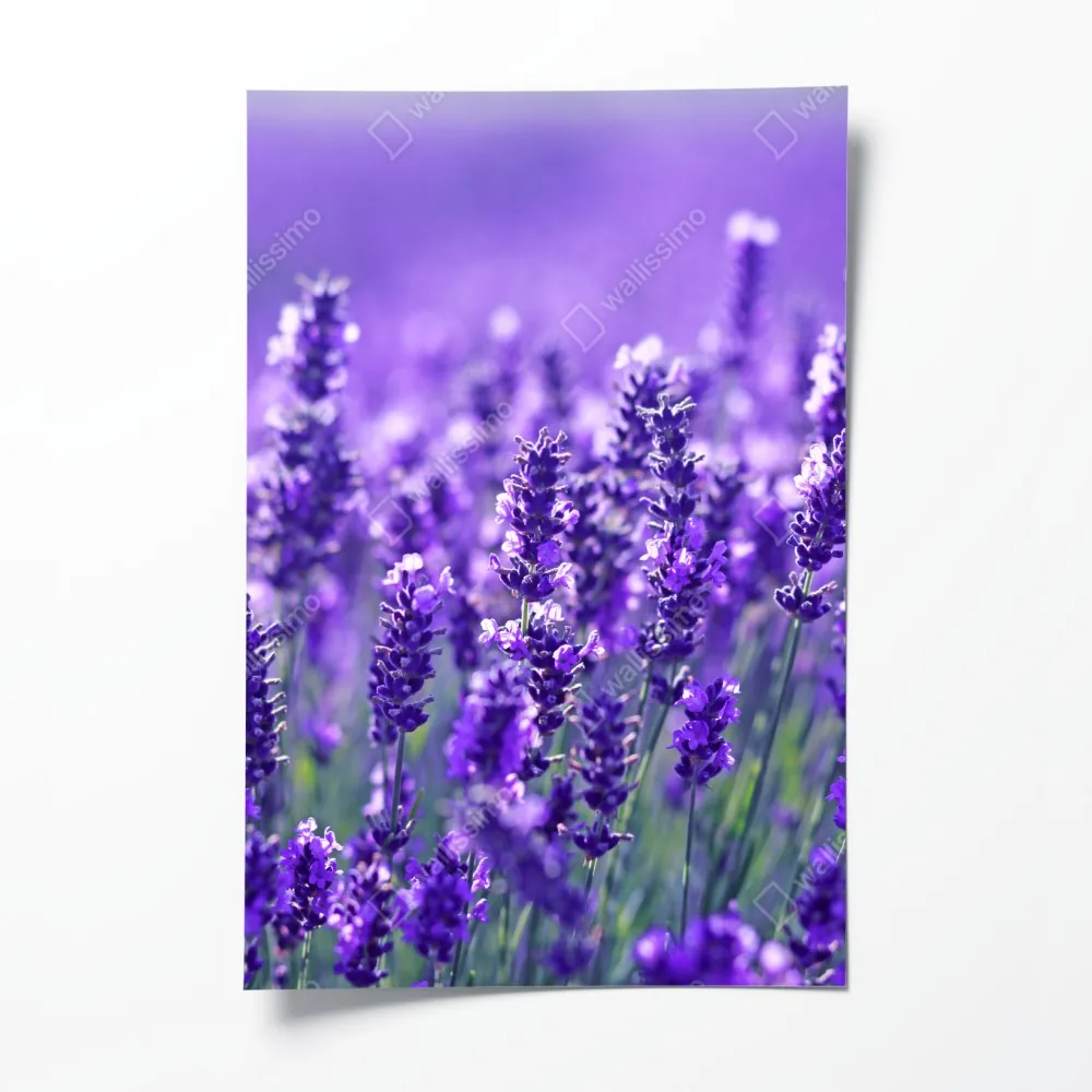 Plakat zbliżenie pola lawendy – Wallissimo® Plakat zbliżenie pola lawendy – Wallissimo®