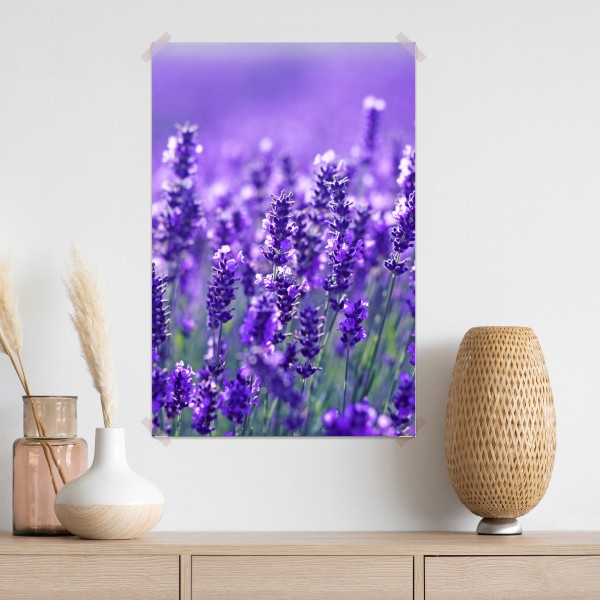 Plakat zbliżenie pola lawendy – Wallissimo® Plakat zbliżenie pola lawendy – Wallissimo®
