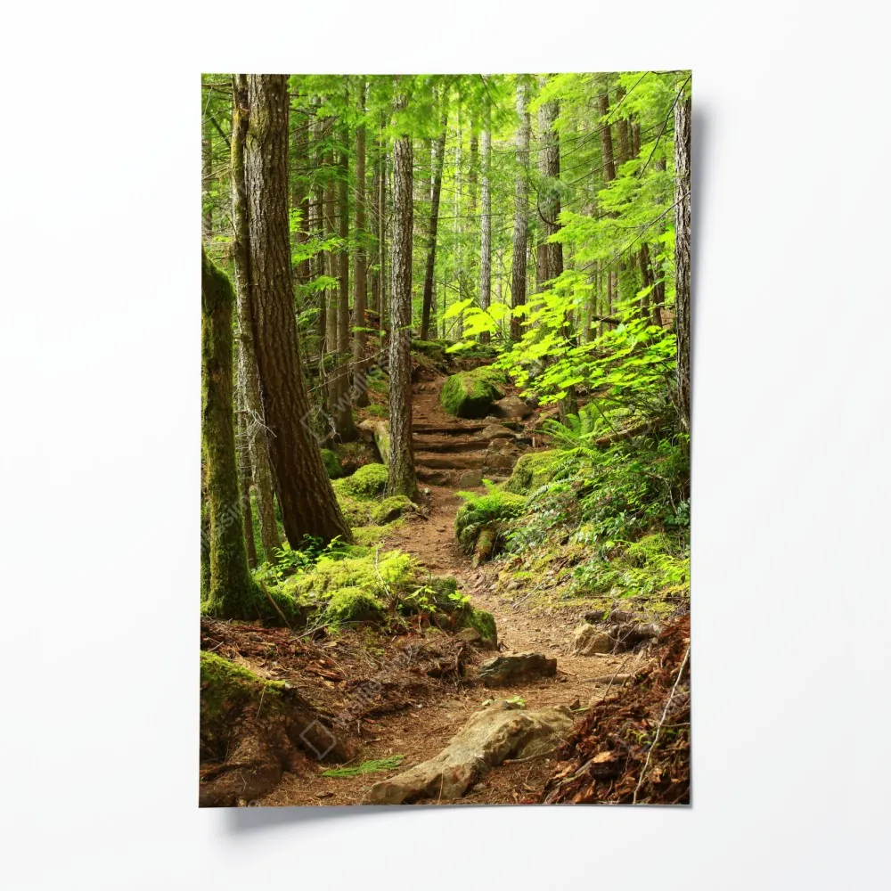 Plakat mchowa leśna ścieżka – Wallissimo® Plakat mchowa leśna ścieżka – Wallissimo®