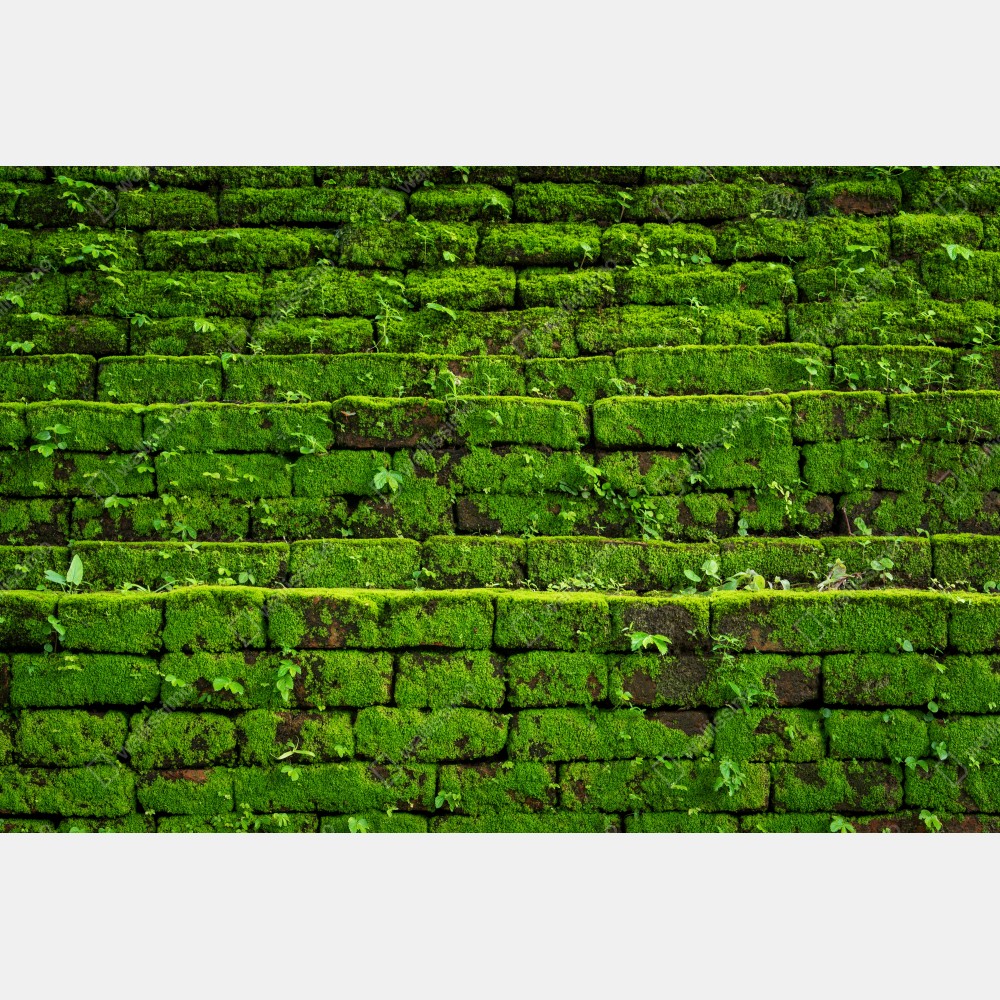 Plakat ściana z mchem na ceglanej strukturze – Wallissimo® Plakat ściana z mchem na ceglanej strukturze – Wallissimo®