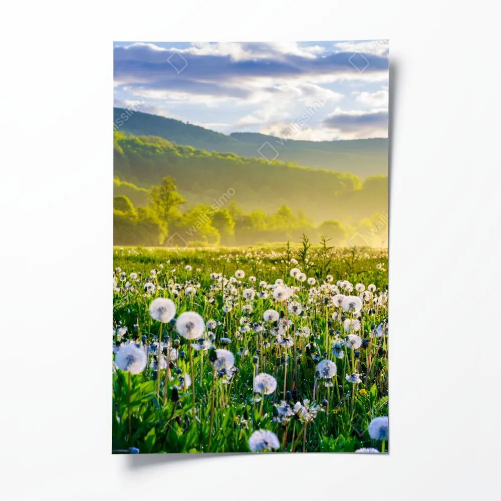 Plakat mglista łąka mleczy o wschodzie słońca – Wallissimo® Plakat mglista łąka mleczy o wschodzie słońca – Wallissimo®