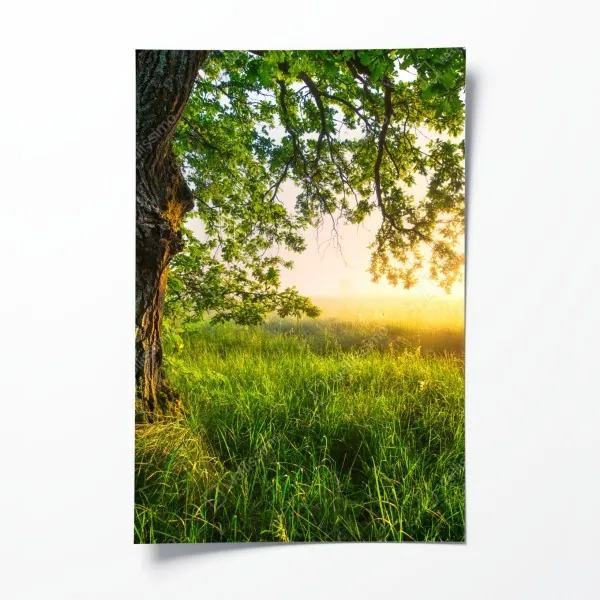 Plakat słoneczna łąka o świcie – Wallissimo®