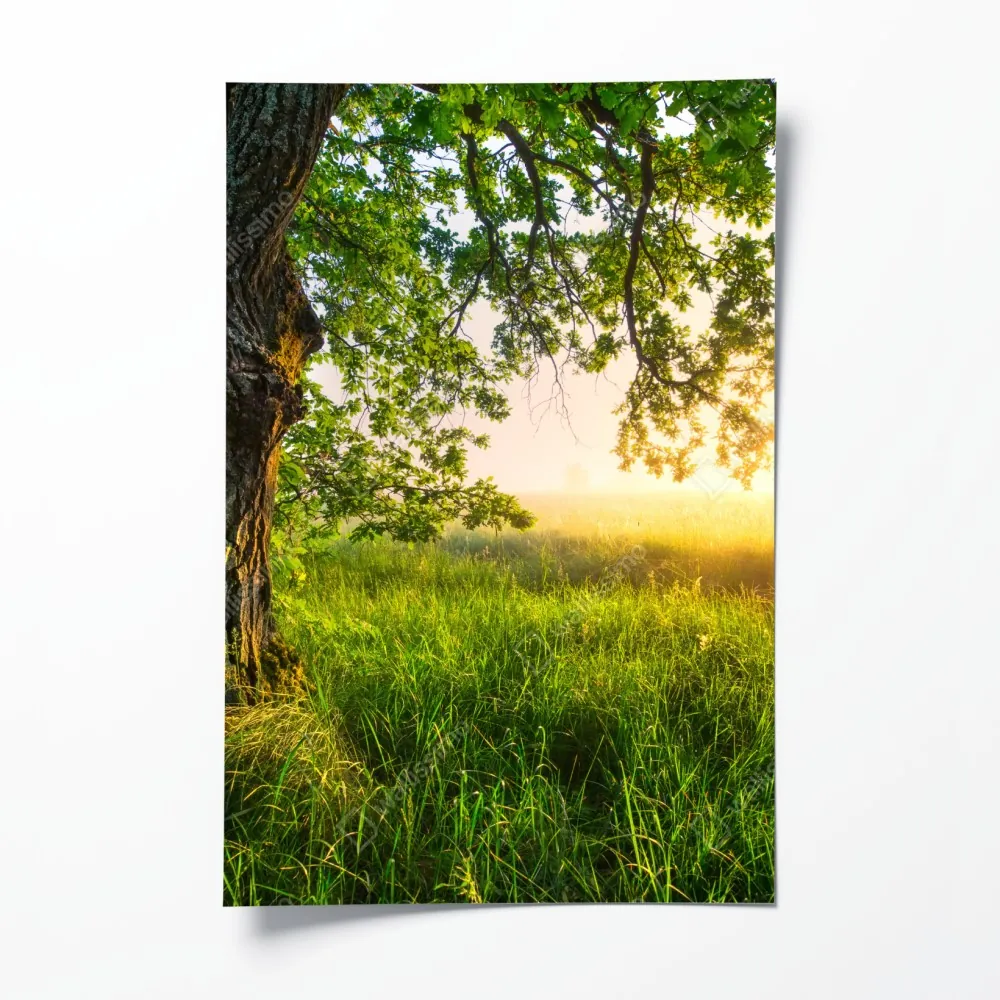 Plakat poranny dąb na rozświetlonej łące – Wallissimo® Plakat poranny dąb na rozświetlonej łące – Wallissimo®