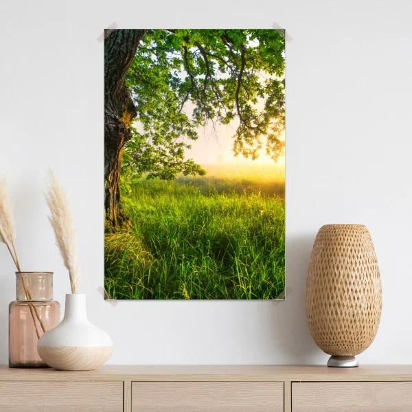 Plakat poranny dąb na rozświetlonej łące – Wallissimo® Plakat poranny dąb na rozświetlonej łące – Wallissimo®