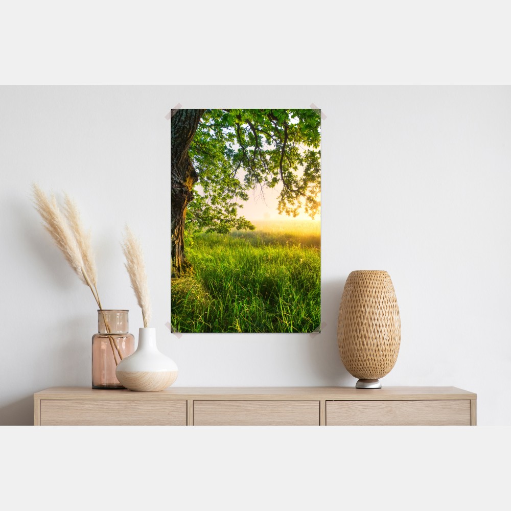 Plakat poranny dąb na rozświetlonej łące – Wallissimo® Plakat poranny dąb na rozświetlonej łące – Wallissimo®
