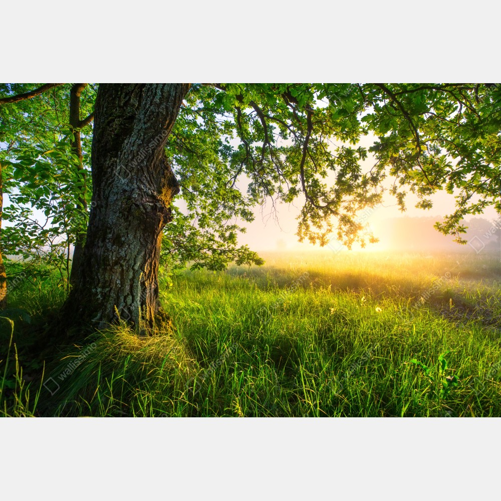 Plakat poranny dąb na rozświetlonej łące – Wallissimo® Plakat poranny dąb na rozświetlonej łące – Wallissimo®