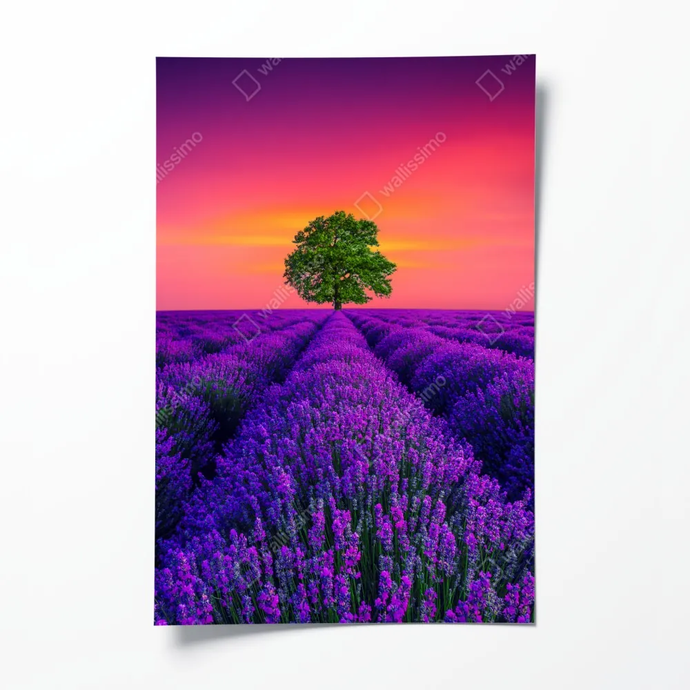Plakat pole lawendy o zachodzie słońca z samotnym drzewem – Wallissimo® Plakat pole lawendy o zachodzie słońca z samotnym drzewem – Wallissimo®