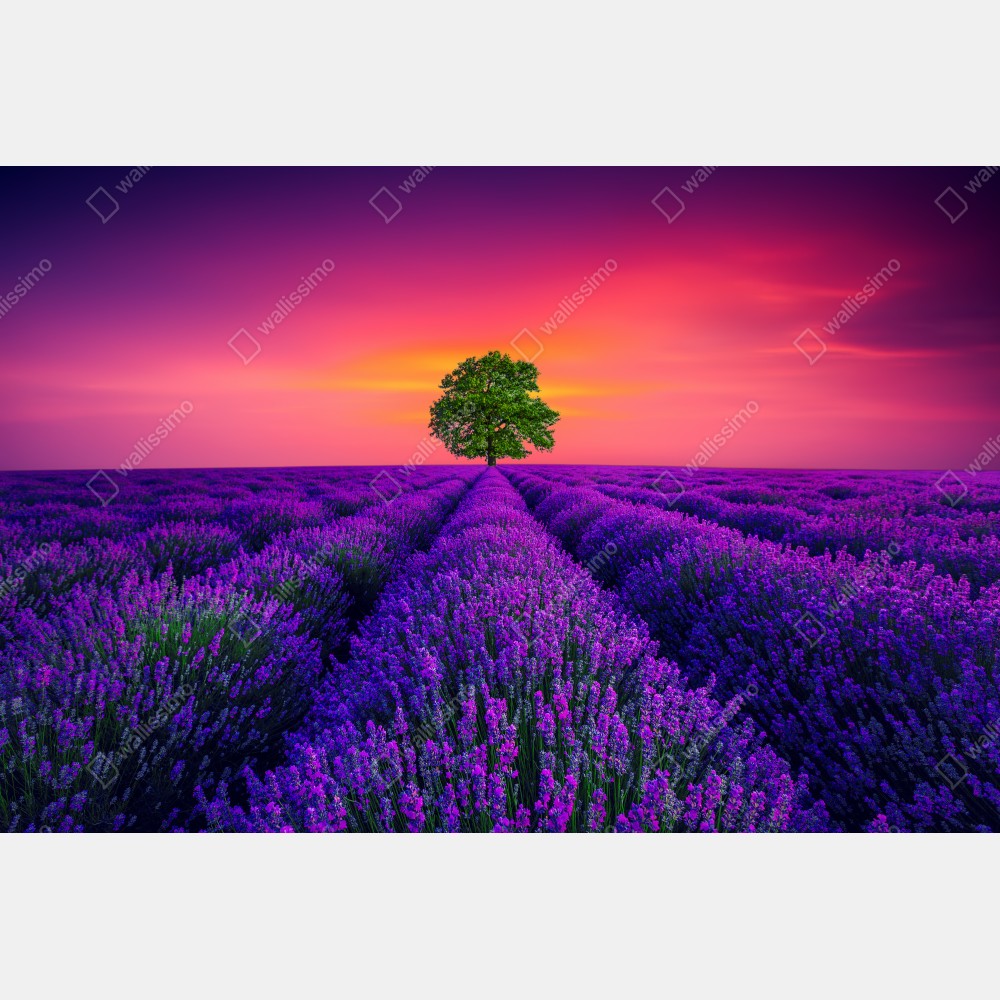 Plakat pole lawendy o zachodzie słońca z samotnym drzewem – Wallissimo® Plakat pole lawendy o zachodzie słońca z samotnym drzewem – Wallissimo®