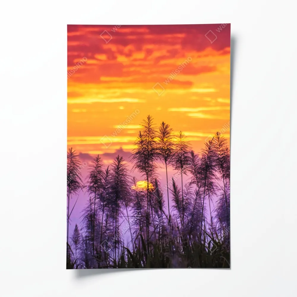 Plakat złoty zachód słońca nad trawami – Wallissimo® Plakat złoty zachód słońca nad trawami – Wallissimo®