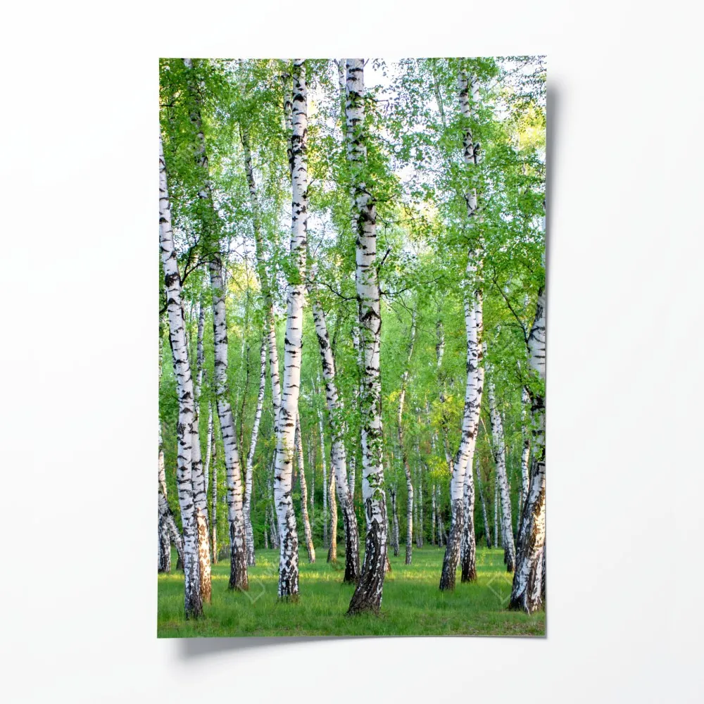 Plakat spokojny brzozowy gaj latem – Wallissimo® Plakat spokojny brzozowy gaj latem – Wallissimo®