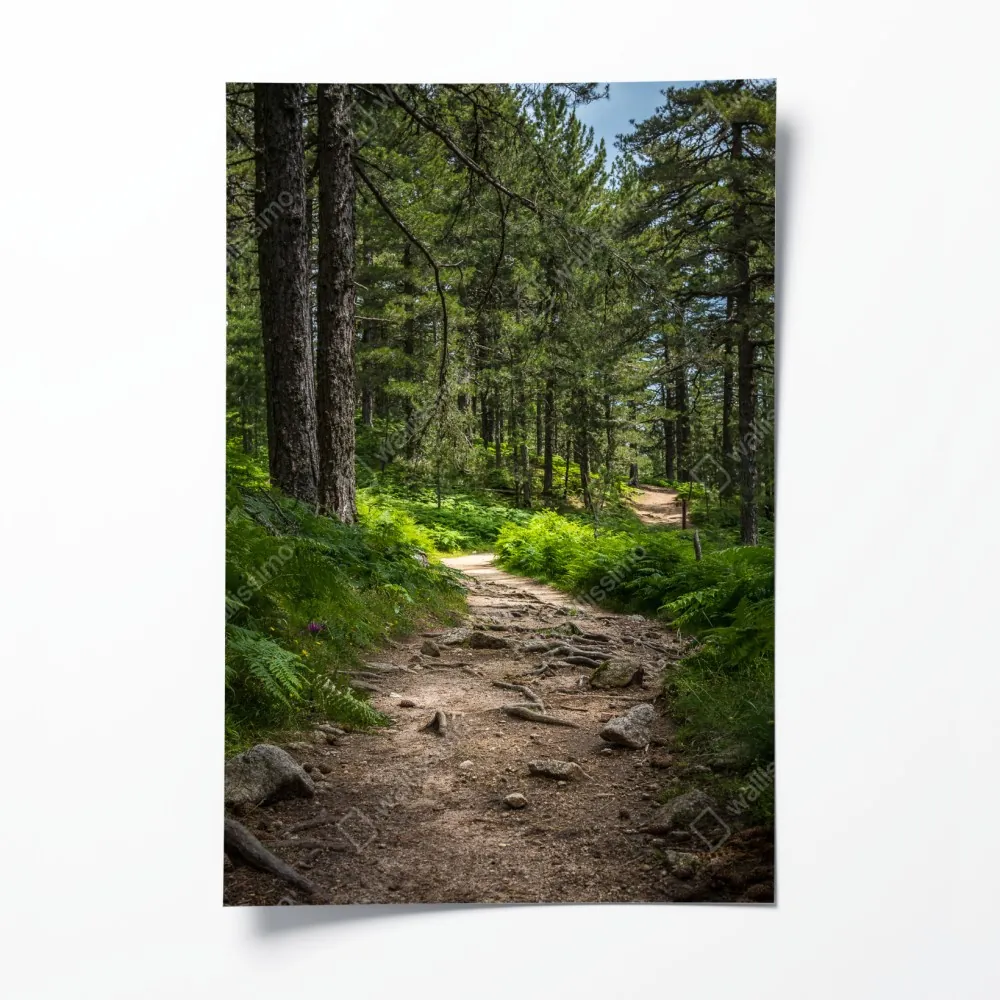 Plakat spokojna ścieżka leśna wśród bujnej zieleni – Wallissimo® Plakat spokojna ścieżka leśna wśród bujnej zieleni – Wallissimo®