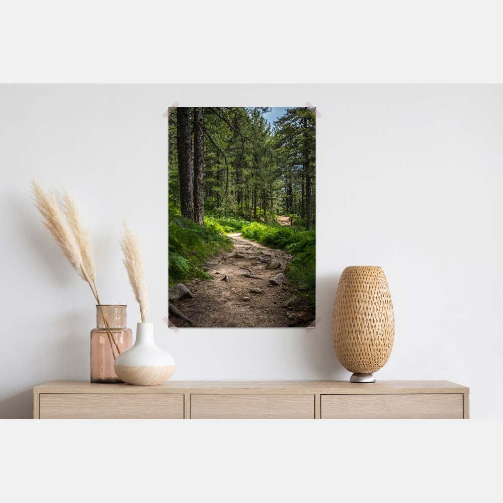 Plakat spokojna ścieżka leśna wśród bujnej zieleni – Wallissimo® Plakat spokojna ścieżka leśna wśród bujnej zieleni – Wallissimo®