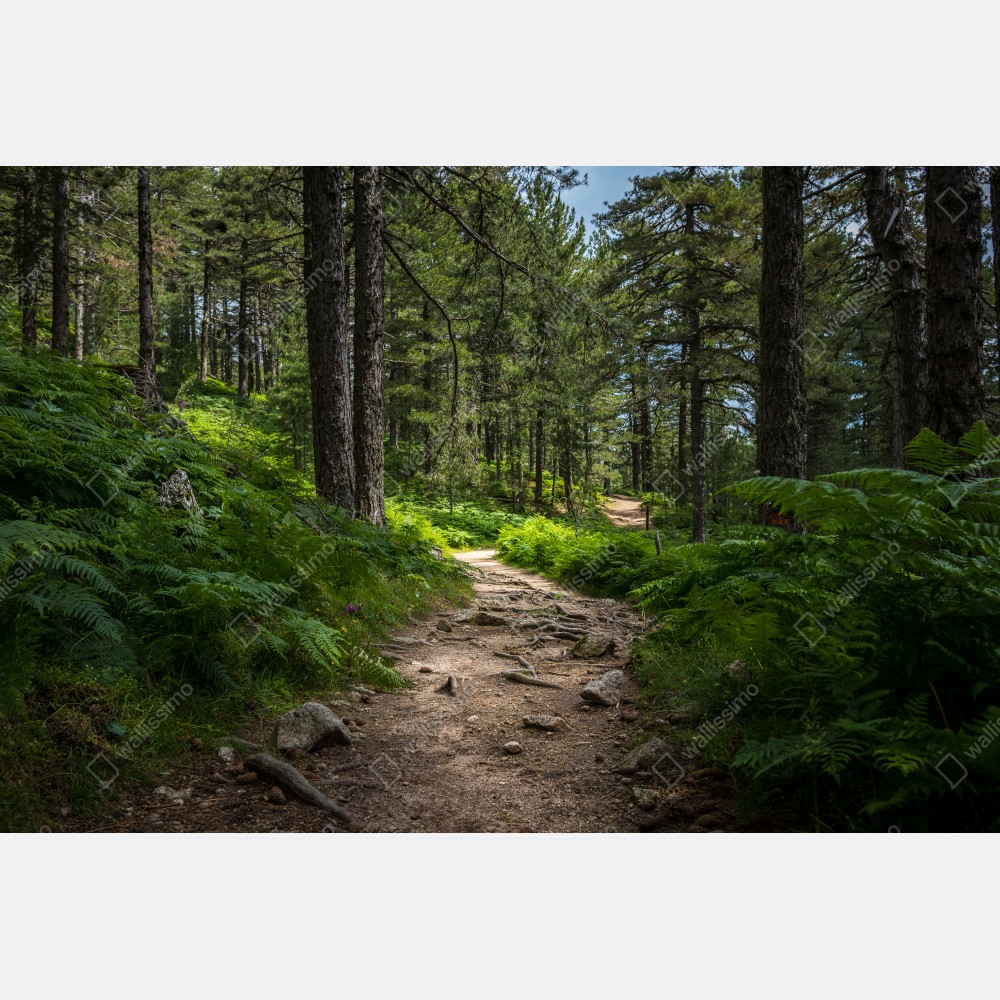 Plakat spokojna ścieżka leśna wśród bujnej zieleni – Wallissimo® Plakat spokojna ścieżka leśna wśród bujnej zieleni – Wallissimo®