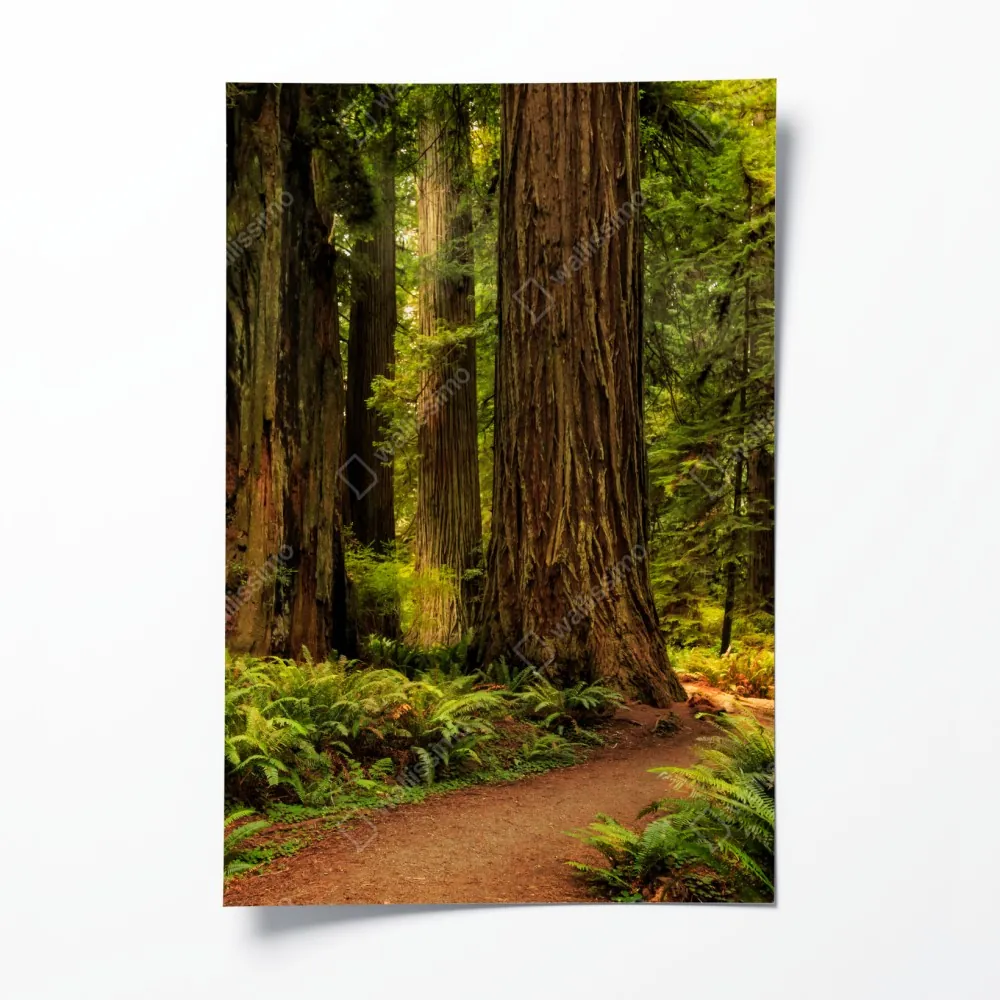 Plakat Kalifornia sekwoje leśna ścieżka – Wallissimo® Plakat Kalifornia sekwoje leśna ścieżka – Wallissimo®