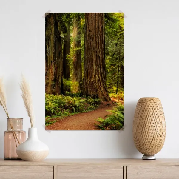 Plakat Kalifornia sekwoje leśna ścieżka