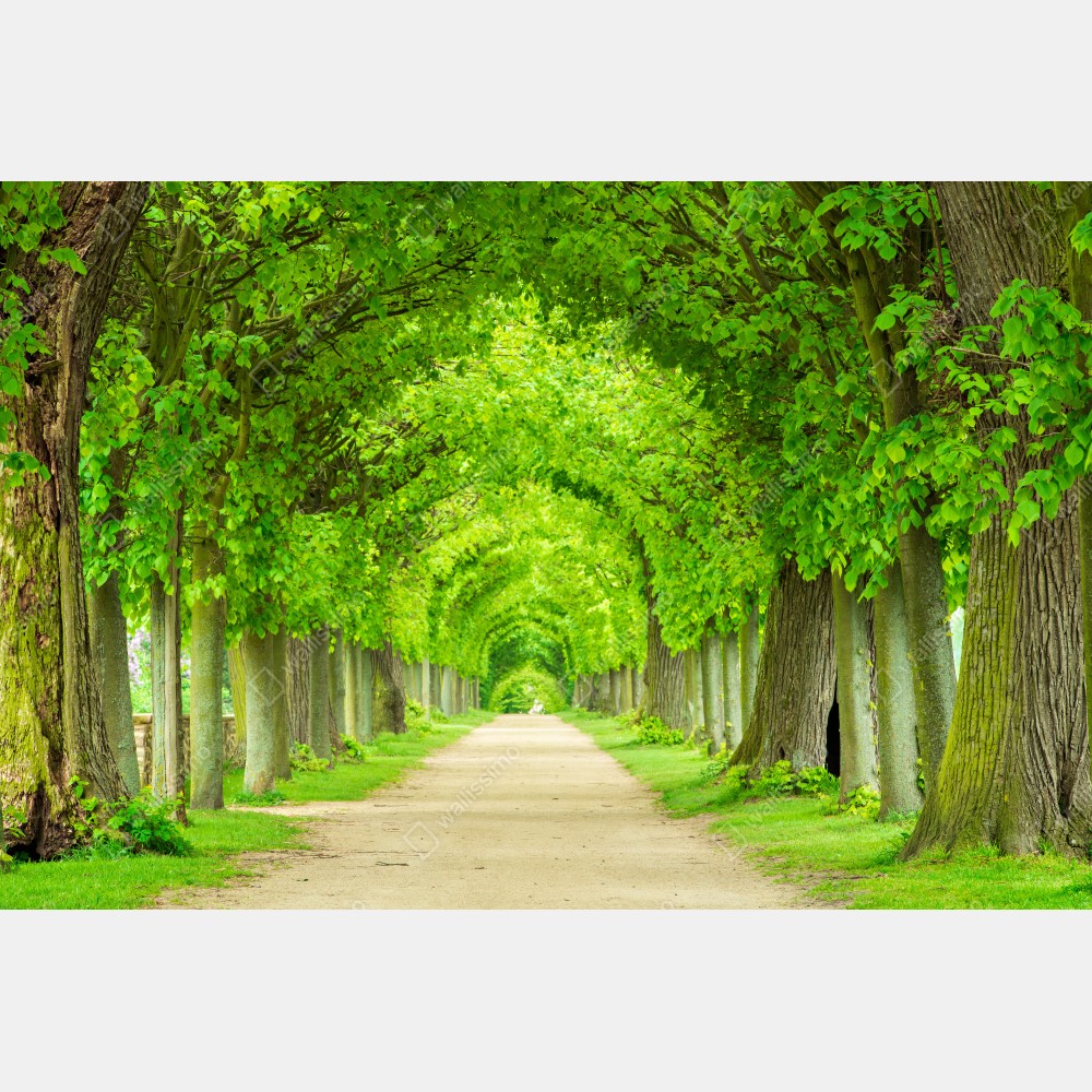 Plakat zielony tunel drzew – Wallissimo® Plakat zielony tunel drzew – Wallissimo®