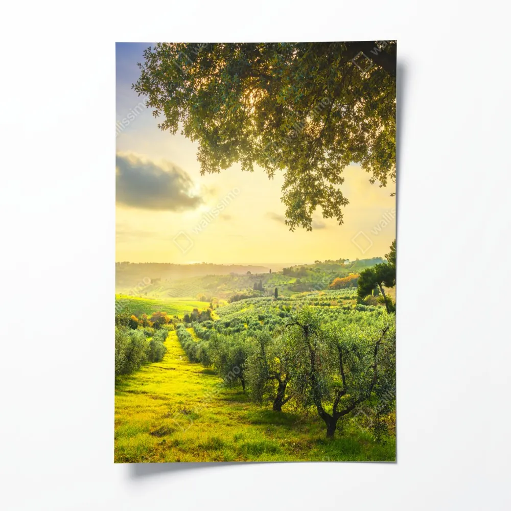 Plakat gaj oliwny przy zachodzie słońca w Maremma, Toskania – Wallissimo® Plakat gaj oliwny przy zachodzie słońca w Maremma, Toskania – Wallissimo®