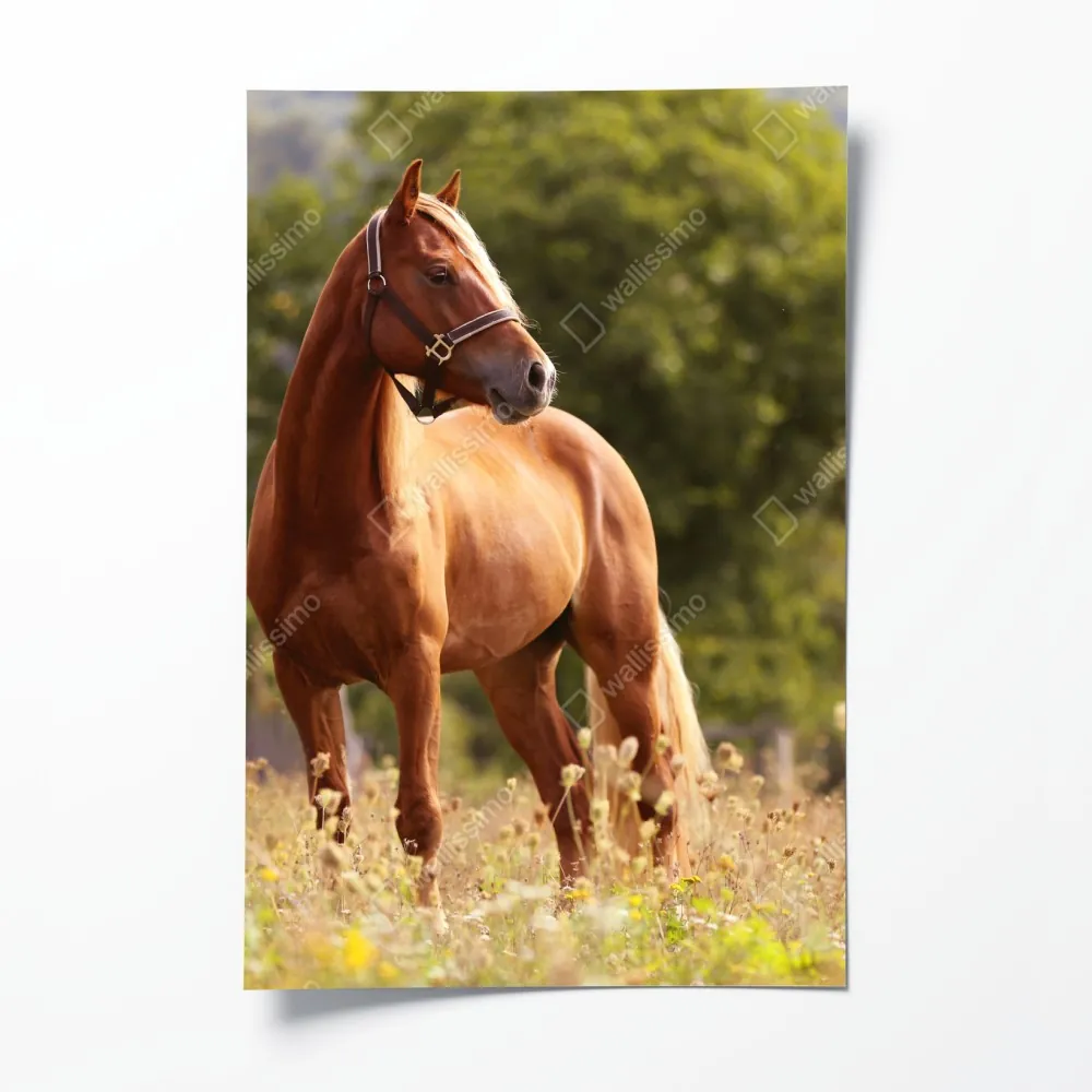 Plakat majestatyczny kasztanowy koń na letniej łące – Wallissimo® Plakat majestatyczny kasztanowy koń na letniej łące – Wallissimo®