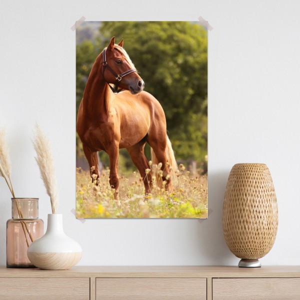 Plakat majestatyczny kasztanowy koń na letniej łące – Wallissimo® Plakat majestatyczny kasztanowy koń na letniej łące – Wallissimo®