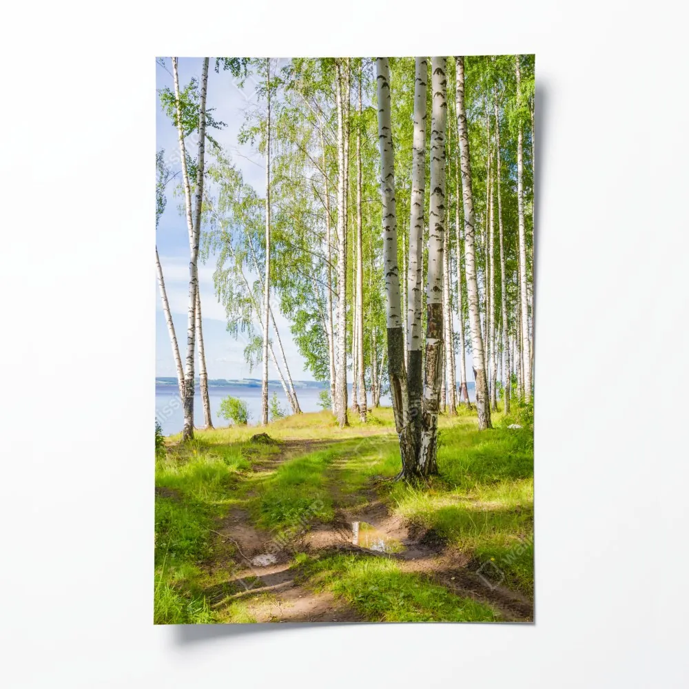 Plakat słoneczny zagajnik brzozowy nad wodą – Wallissimo® Plakat słoneczny zagajnik brzozowy nad wodą – Wallissimo®