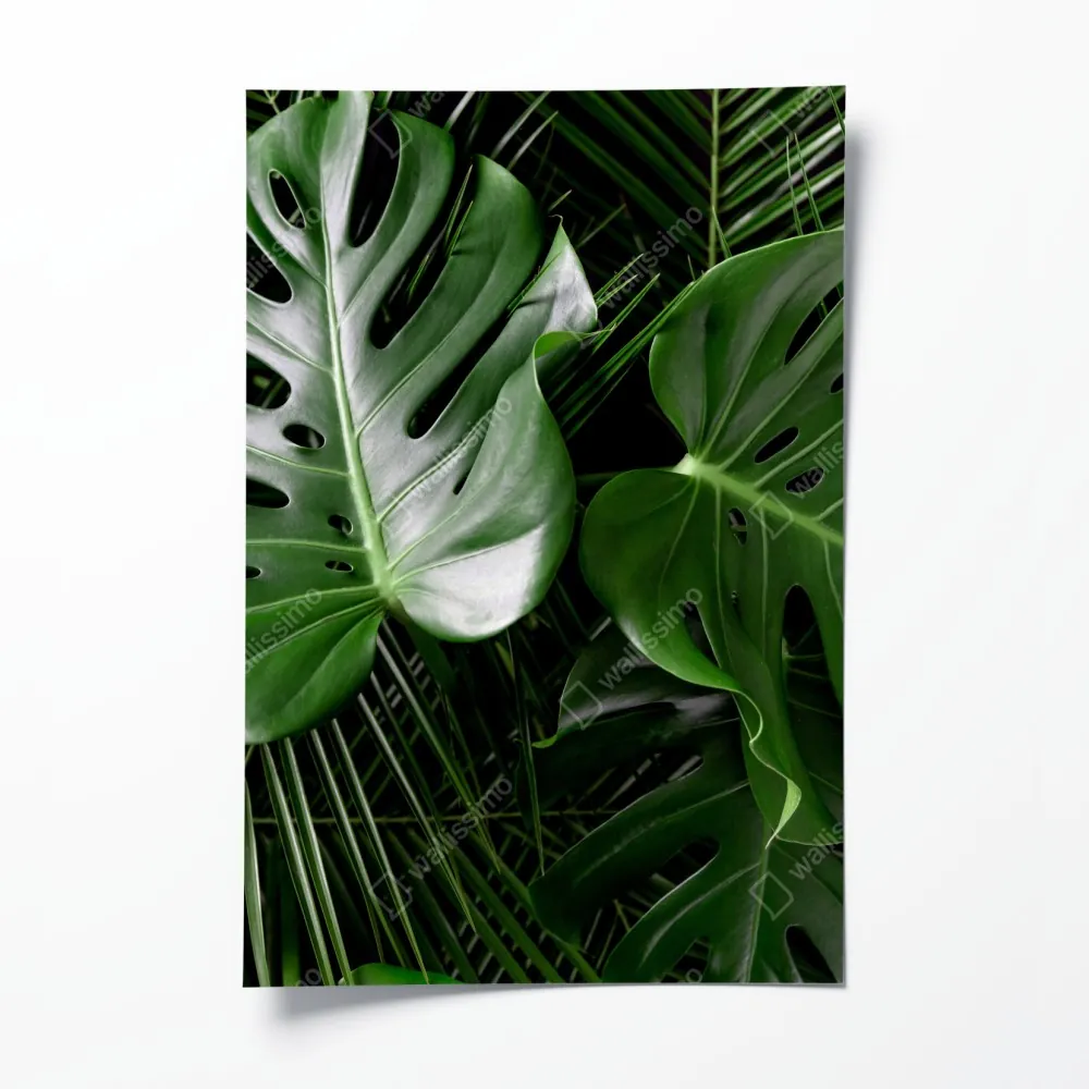 Plakat bujne liście monstery – Wallissimo® Plakat bujne liście monstery – Wallissimo®