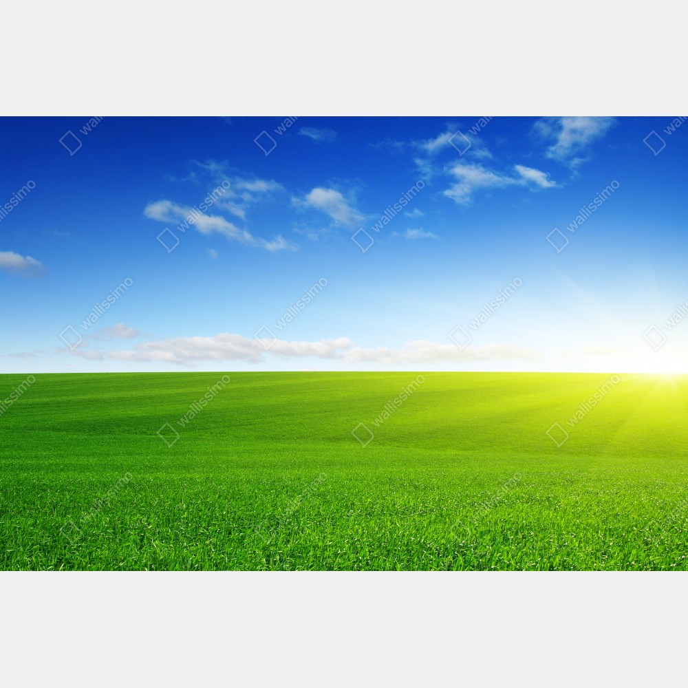Plakat słoneczna zielona łąka o wschodzie – Wallissimo® Plakat słoneczna zielona łąka o wschodzie – Wallissimo®