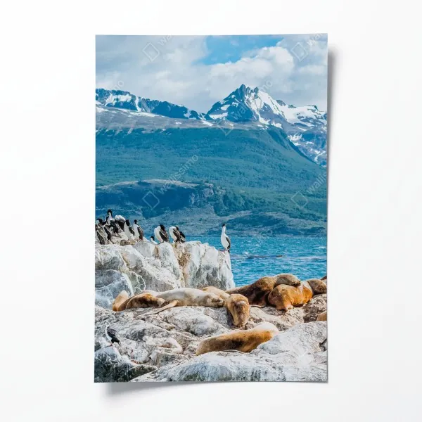 Plakat lwy morskie i ptaki na skalistym wybrzeżu