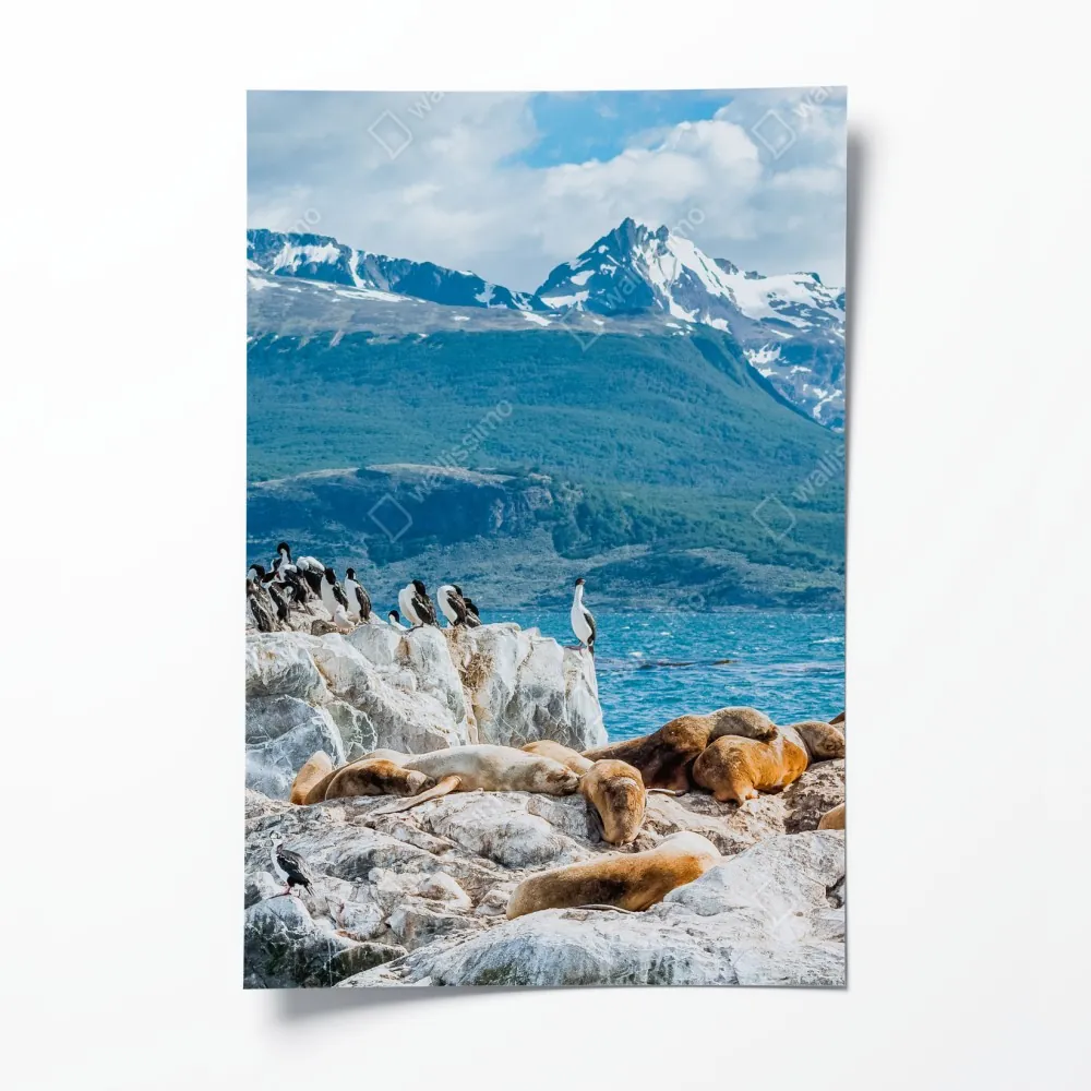 Plakat lwy morskie i ptaki na skalistym wybrzeżu – Wallissimo® Plakat lwy morskie i ptaki na skalistym wybrzeżu – Wallissimo®