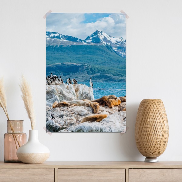 Plakat lwy morskie i ptaki na skalistym wybrzeżu – Wallissimo® Plakat lwy morskie i ptaki na skalistym wybrzeżu – Wallissimo®