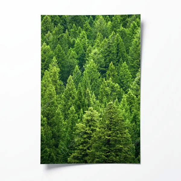 Plakat bujna korona lasu sosnowego