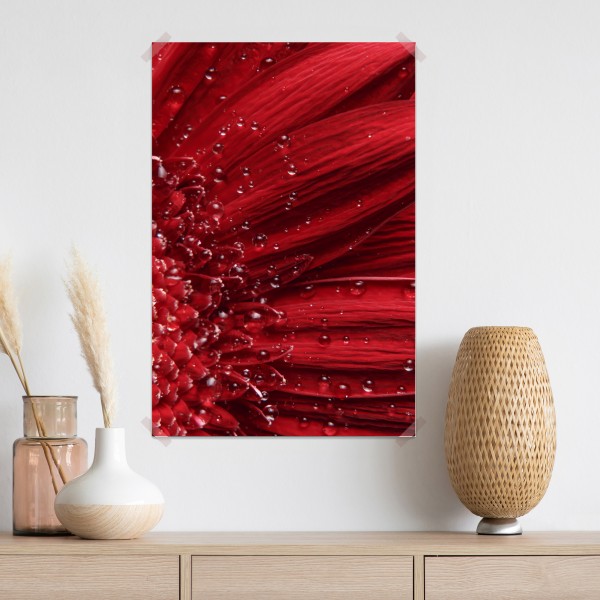 Plakat czerwona gerbera makro z kroplami rosy – Wallissimo® Plakat czerwona gerbera makro z kroplami rosy – Wallissimo®