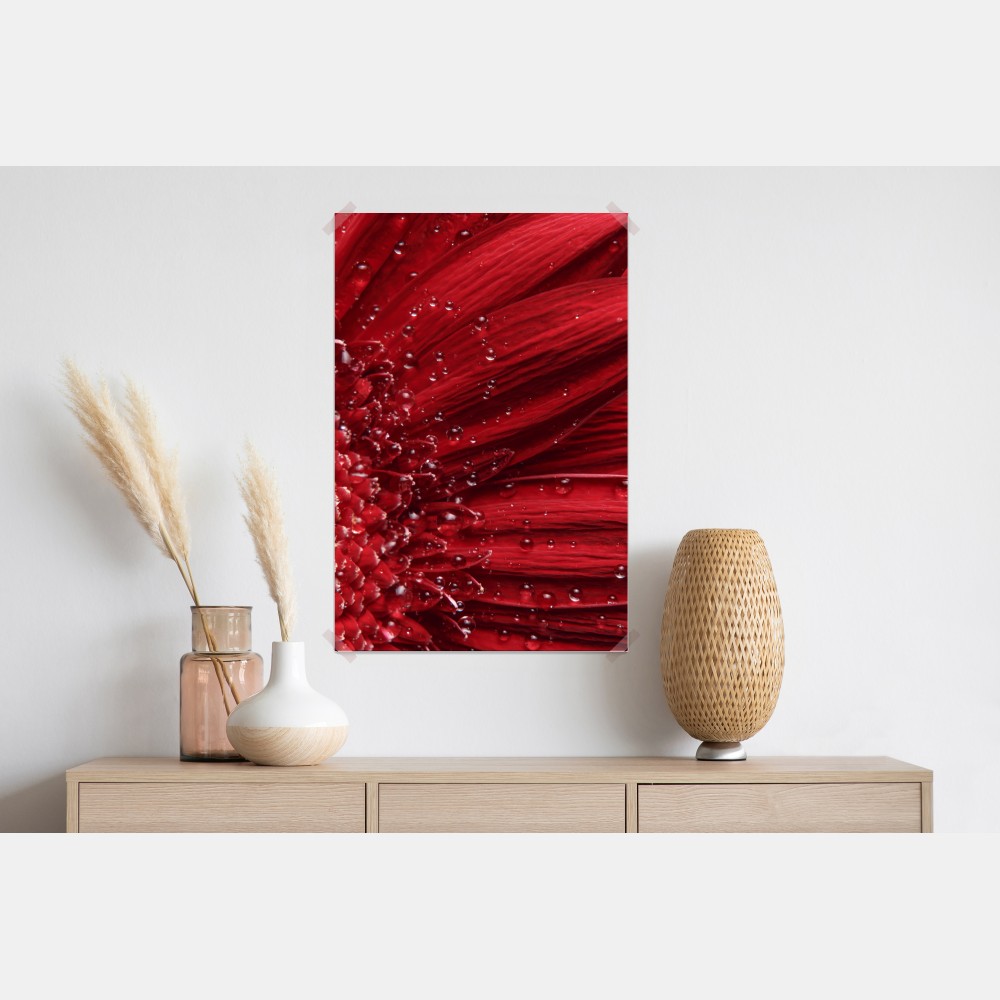 Plakat czerwona gerbera makro z kroplami rosy – Wallissimo® Plakat czerwona gerbera makro z kroplami rosy – Wallissimo®