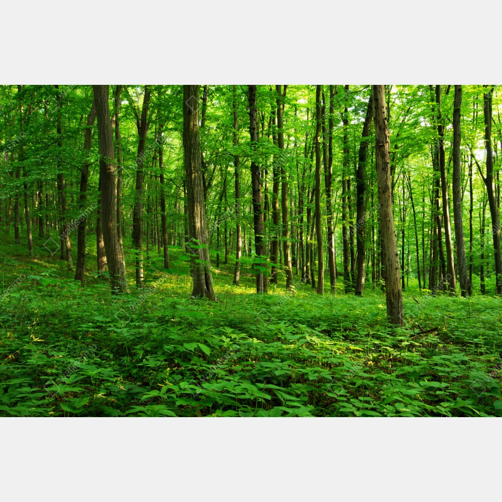 Plakat słoneczny zielony las wiosną – Wallissimo® Plakat słoneczny zielony las wiosną – Wallissimo®